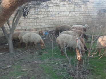 Qoyunlar, qoçlar: Məhsul: Qoyun sürüsü ana bala heyvanlardlr.icinde qocda var.hamlsl — 7