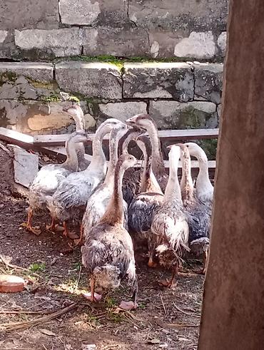 rakuşka satışı: Erkək, | Linda, Damazlıq, Ünvandan götürmə — 3