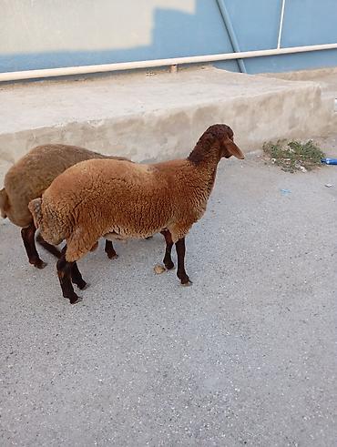 mal qara: Maşallah 7aylıq erkeydi qiymete göre narahat etme — 4