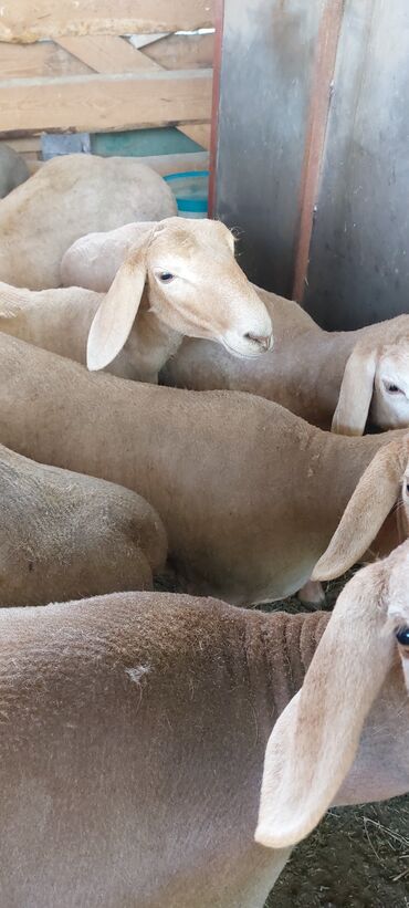 Бараны, овцы: Продаю | Овца (самка), Ягненок, Баран (самец) | Арашан | Для разведения | Племенные, Котные, Ярка