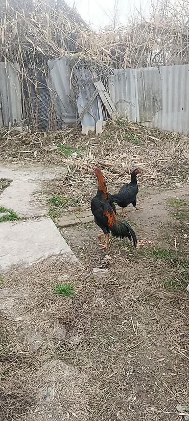 Птицы: ПРОДАЮ!!! ЯЙЦА. ИЗ ПОД ДАКАНА КОРЕЕЦ Из под чемпиона есть данные И — 4