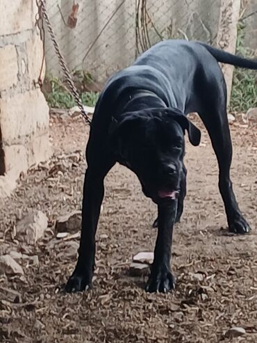 переноска для животных: Kane-Korso, 1 il, Dişi, Peyvəndli, Pulsuz çatdırılma