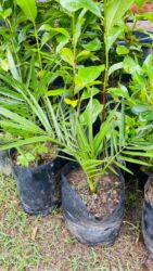 3d kafel metlax: Finik palma hər qiymətə olanı var sifariş üçün əlaqə saxlaya bilərsiz