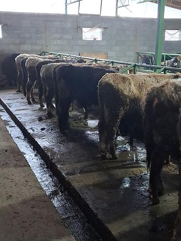 Коровы, быки: Продаю | Бык (самец) | На откорм | Привязанные — 6