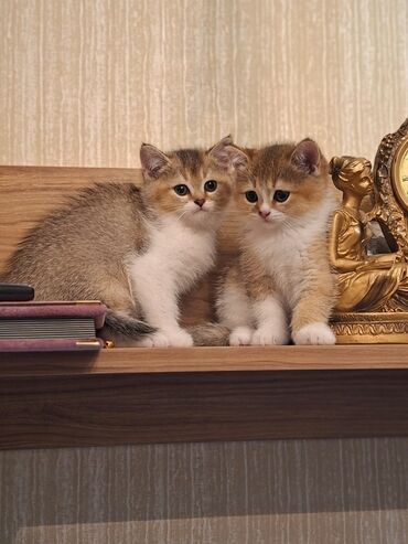 отдам котенка в добрые руки: Британская