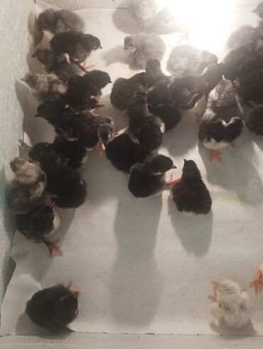 australorp toyuq: Toyuq cücələri, Damazlıq, Ünvandan götürmə