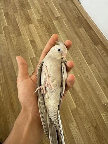 kirpi ne yeyir: Nymph (Cockatiel) papağanları – müxtəlif rəng mutasiyaları Təsvir: - — 7