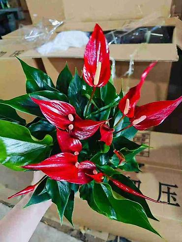 Аглаонемы: Комнатные растения в декоративных кашпо - Ажурные азалии с обильным — 11