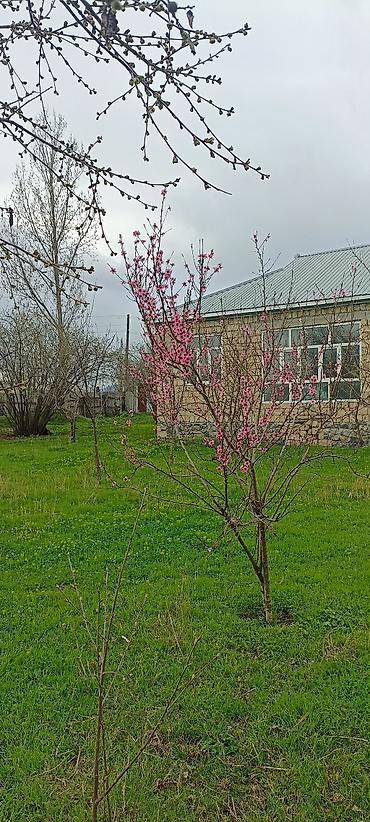 bileceri dasinmaz emlak: Qəbələ, 100 kv. m, 5 otaqlı, Hovuzsuz, İnternet — 6