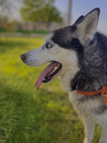 husky: Xaski, 1 il, Erkek, Peyvəndli, Ünvandan götürmə