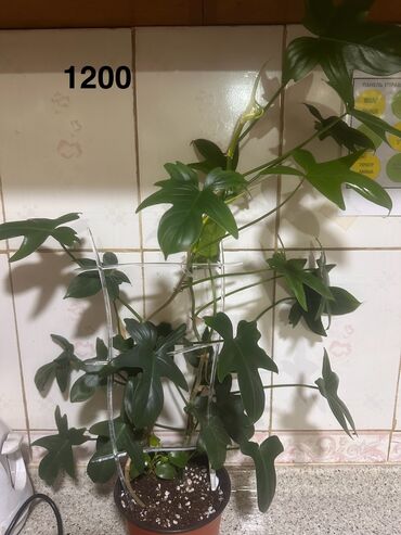 Другие комнатные растения: Комнатные растения — 3