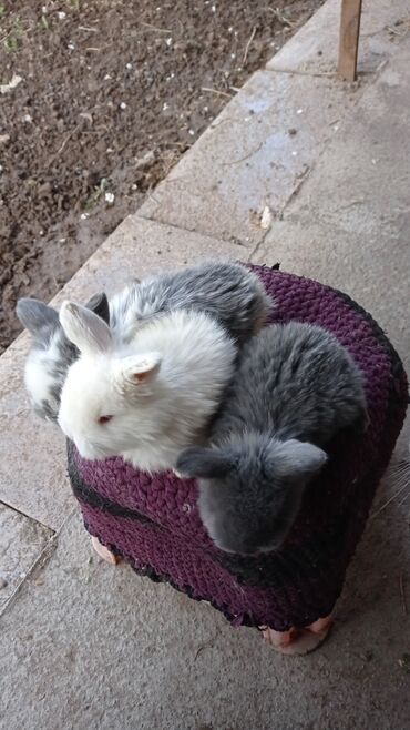 Декоративные кролики: Карликовые декоративные крольчата по 1200 сом — 4