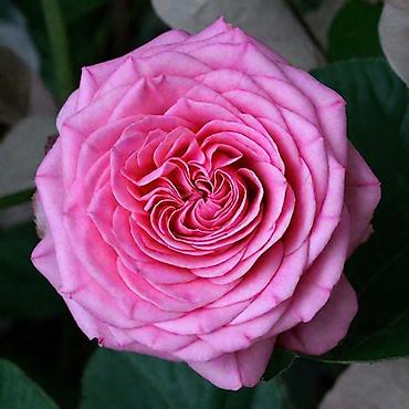 Роза: Саженцы Самовывоз, Платная доставка — 6