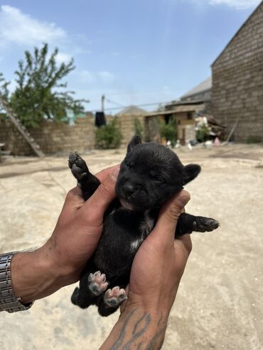 pitbull satışı: Pitbul, 1 ay, Erkek