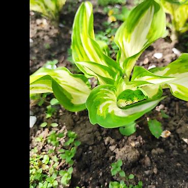 Hydrangea saplings & cuttings: Садовые цветы — 13