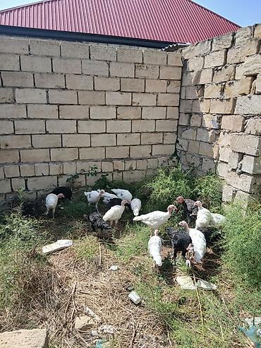 tap.az danalar: Hinduşka cücələri 2 aylıqdırlar tam sağlam hündüşqalardı qiymet — 6