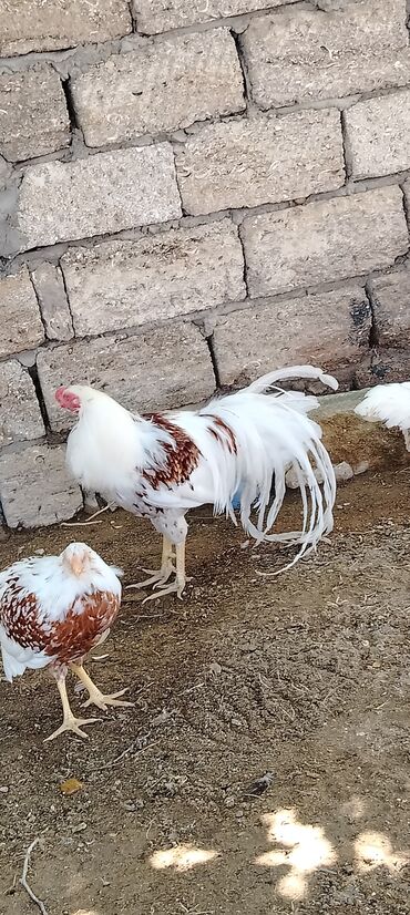 Inəklər, öküzlər: Xoruz, il: <1