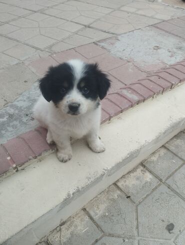 pekines itlerin satisi: Pekines, 1 ay, Erkek, Peyvəndli, Ödənişli çatdırılma