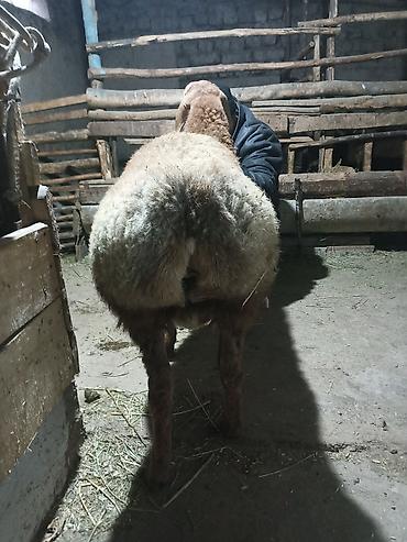 Баран, овца: Продаю | Баран (самец) | Арашан | Для разведения | Племенные — 5
