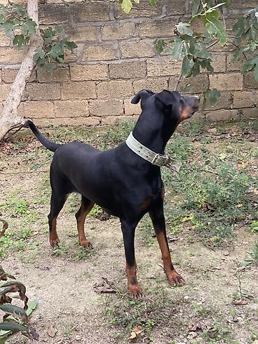baskervillerin iti: Doberman, 11 ay, Dişi, Ünvandan götürmə — 2