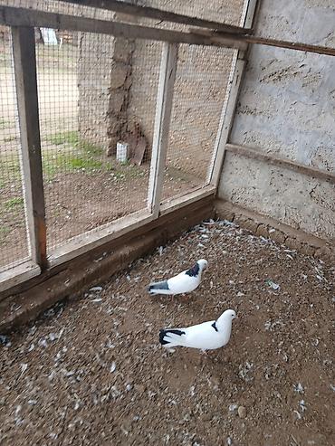 Göyərçinlər: Qiymət hamısına aitdir qiymətdə razılaşmaq olar — 9