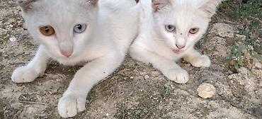 pişik şekli cekmek: Van, Dişi, Yaxşı əllərə, Ünvandan götürmə — 4