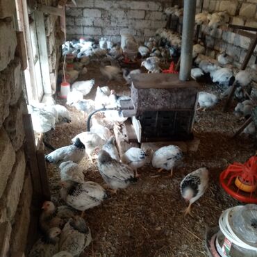 Toyuqlar: F6-serebrist cücələr satılır vitamin və dərmanlar verilib tam sağlam -da lalafo.az — 17 Toyuqlar: F6-serebrist cücələr satılır vitamin və dərmanlar verilib tam sağlam — 17