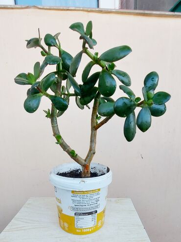 bitki toxumlarinin satisi: Pul ağacı (Crassula ovata) ev və ya ofis üçün əla seçimdir. Bu