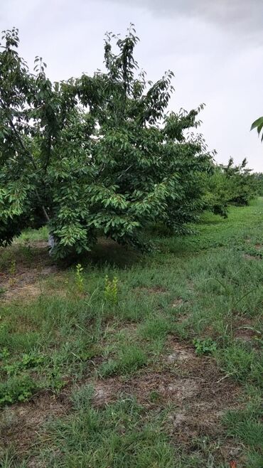 Torpaq sahələrinin satışı: 90 sot, Mülkiyyətçi, Kupça (Çıxarış) — 6