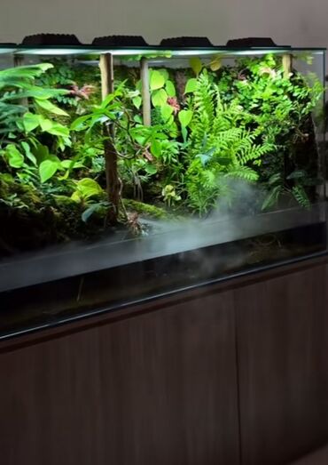 Akvarium aksessuar və ləvazimatları: Su canlıları sqxlamaq üçün uyğumdur. Sistem 24 və 12 volt enerji ilə — 4