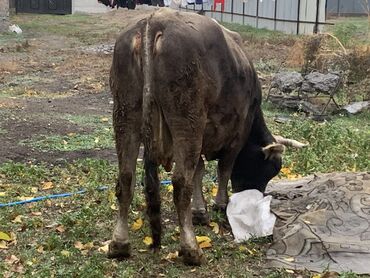 сколько длится беременность коровы: Продаю | Корова (самка) | Швицкая | Для молока, Для разведения | Искусственник, Стельные