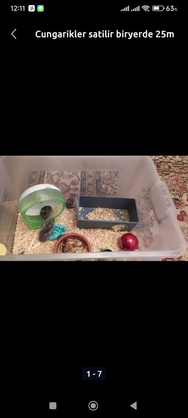 Toy paltarları və aksesuarları: Cunqarikler satilir 25m gefesle biryerde
