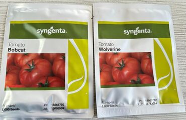 семена томат: Семена и саженцы Помидоров, Самовывоз, Бесплатная доставка, Платная доставка