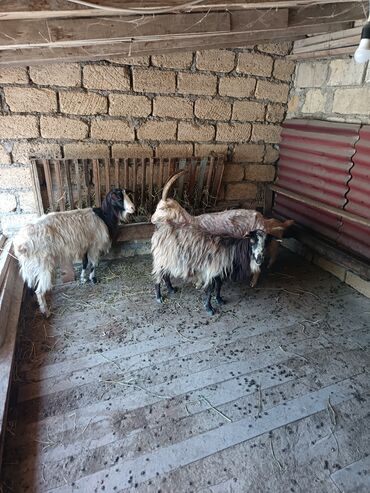 Akvariumlar: Keçiler satılır