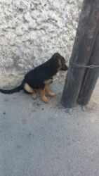 it ucun boyunbagi: Alman çoban iti, 6 ay, Erkek, Peyvəndli, Ünvandan götürmə