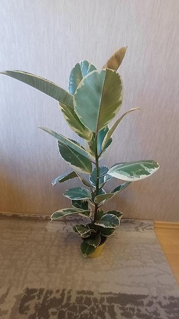 Фикусы: Фикус эластика вариегатный (Ficus elastica Tineke). - Высота растения — 7