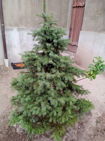 садовые деревья: Ель голубая (Picea pungens) - Живое хвойное дерево с плотной