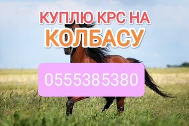 купить эспарцет оптом: Куплю | Коровы, быки, Лошади, кони | Круглосуточно, Любое состояние, Забитый