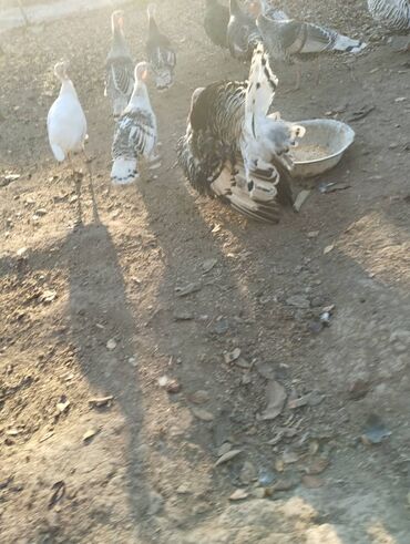 кум шыбакчы: Уголь Шабыркуль, Самовывоз, Оптом, Фракция: Мелкий (М), В мешках