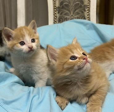 Продажа кошек: Лесная, 1 месяц, Мальчик, Рыжий — 15