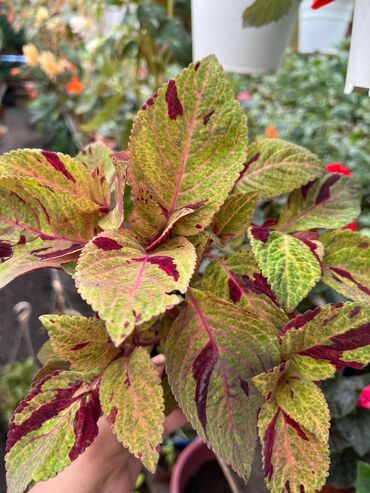 Другие виды семян и саженцев: Колеусы есть в стаканчиках и большие — 21