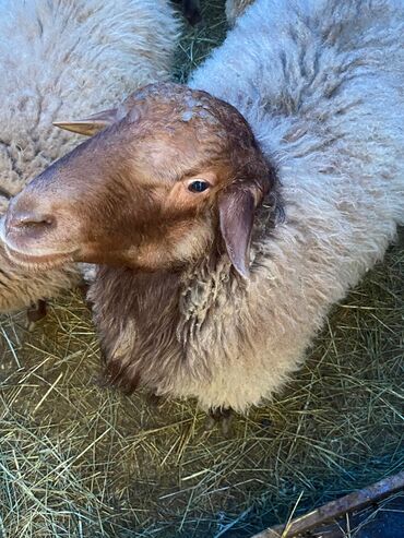 Qoyunlar, qoçlar: Erkək, Qala, il: 2, Damazlıq, Ünvandan götürmə — 5