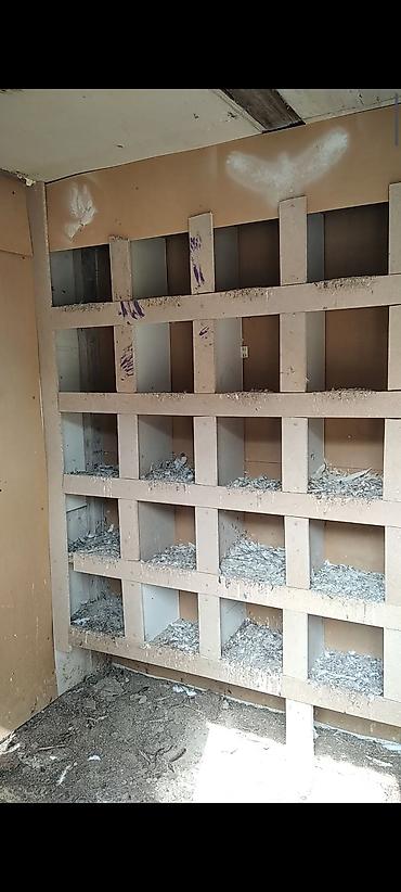 cuce satisi 2019: Quşxana satlir 200 manata demeli ölcusü 2.20 .2.10 təmiz icinin ölçüsü — 3