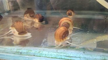 Balıqlar: Quppi, Sülhsevər — 2