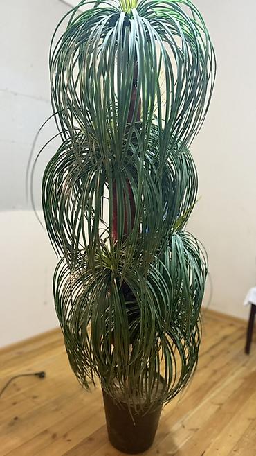 finiks palma: Böyük ölçülü otaq bitkisi – Ponytail Palm (Beaucarnea recurvata) — 1