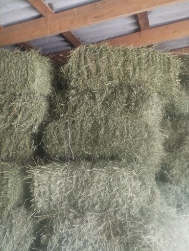 домики для кошки: Сено в тюках - Прессованные прямоугольные тюки, аккуратно сложены под