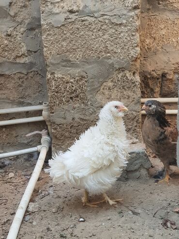 Toyuqlar: Toyuq, Yumurtalıq, Ünvandan götürmə — 15