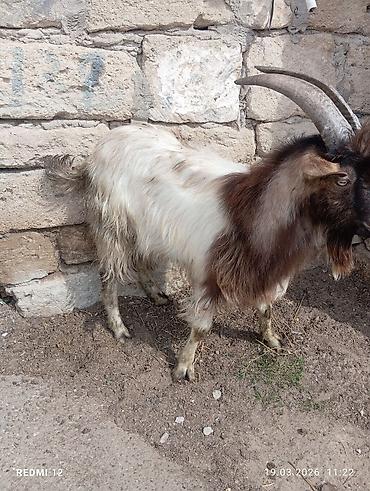 keci heyvan: Məhsul: Qoyun-keçi təsərrüfatı üçün keçilər Təsvir: - Şəkillərdə uzun — 9