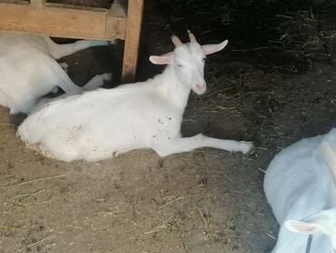 Коровы, быки: Самка, Zanen, лет: 1, Для разведения, Самовывоз