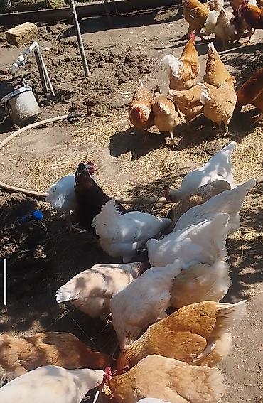 K/t heyvanları və malları: Orginal temiz qan lohman braun,lohman sandy lohman sls loham white — 7